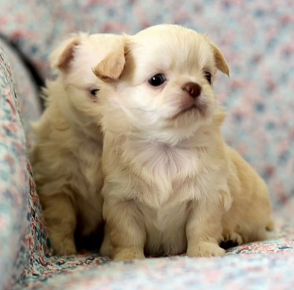 Chihuahua Boy and Girl for Sale in Queens, New York (NY) 8 Weeks Old