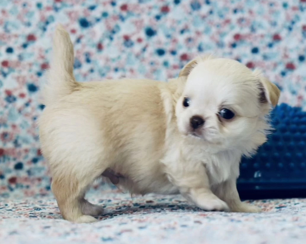 Chihuahua Boy and Girl for Sale in Queens, New York (NY) 8 Weeks Old