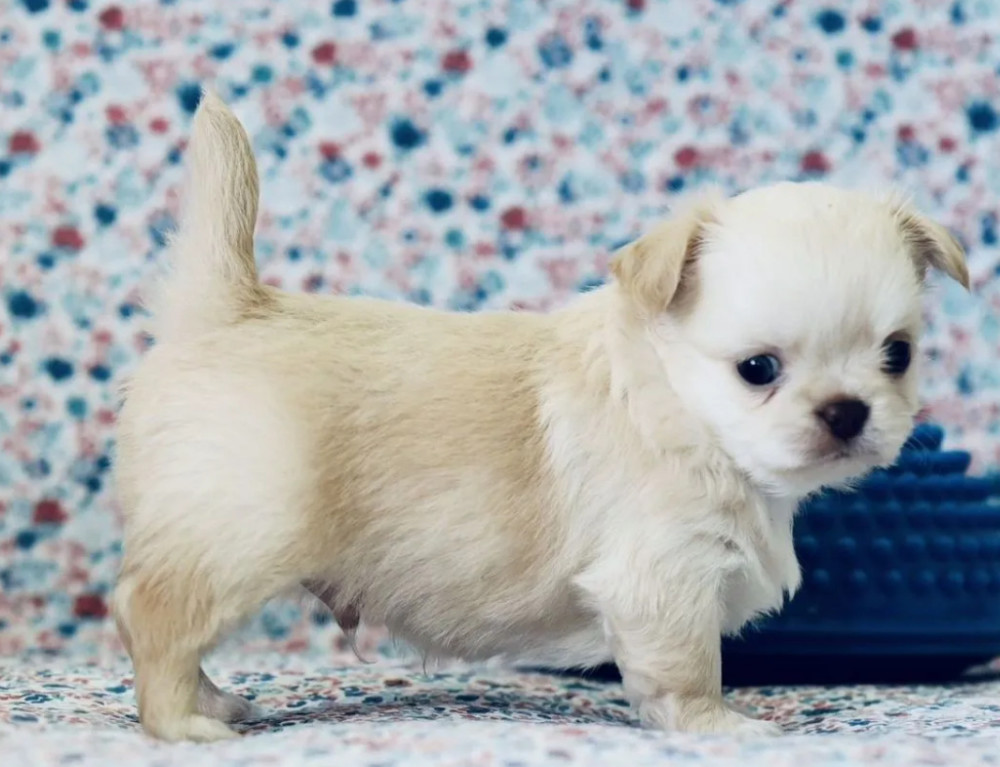 Chihuahua Boy and Girl for Sale in Queens, New York (NY) 8 Weeks Old