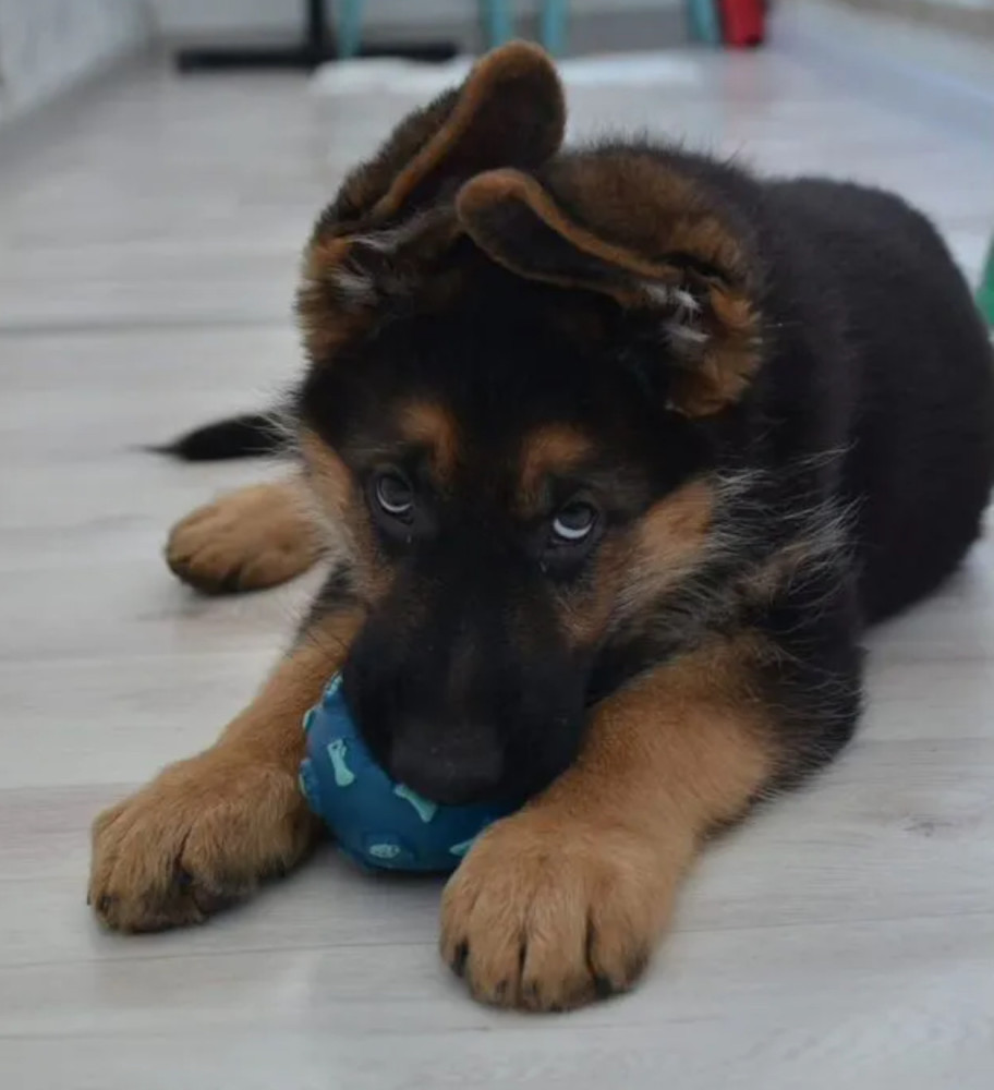 German Shepherd Girl 12 Weeks Old for Sale in the Bronx, New York (NY)