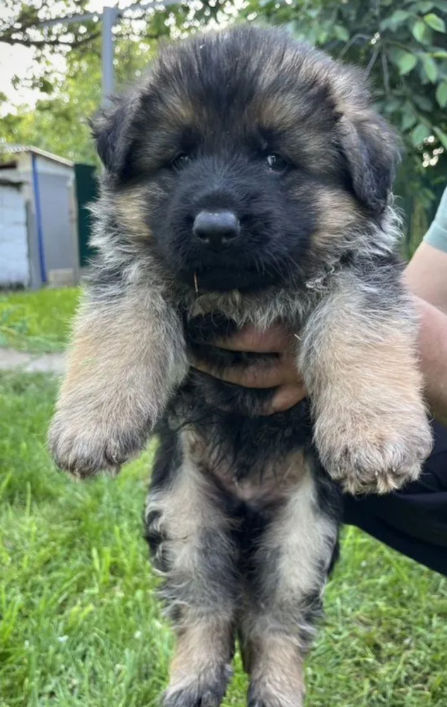 German Shepherd Girl 12 Weeks Old for Sale in the Bronx, New York (NY)