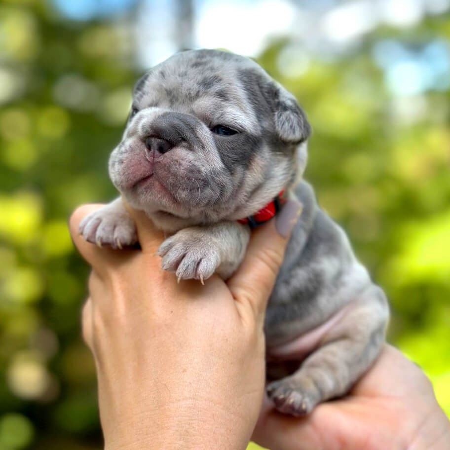 Female Blue Merle