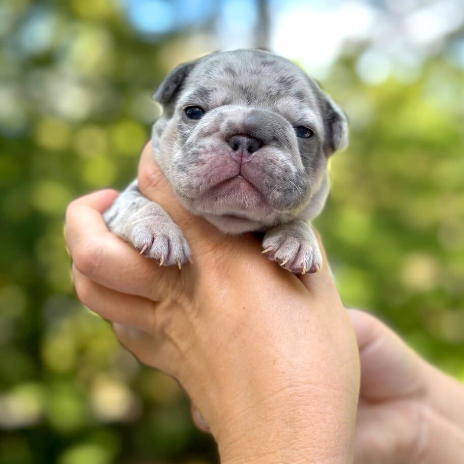 Female Blue Merle