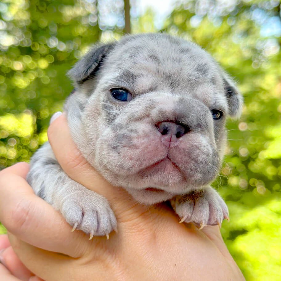 Female Blue Merle