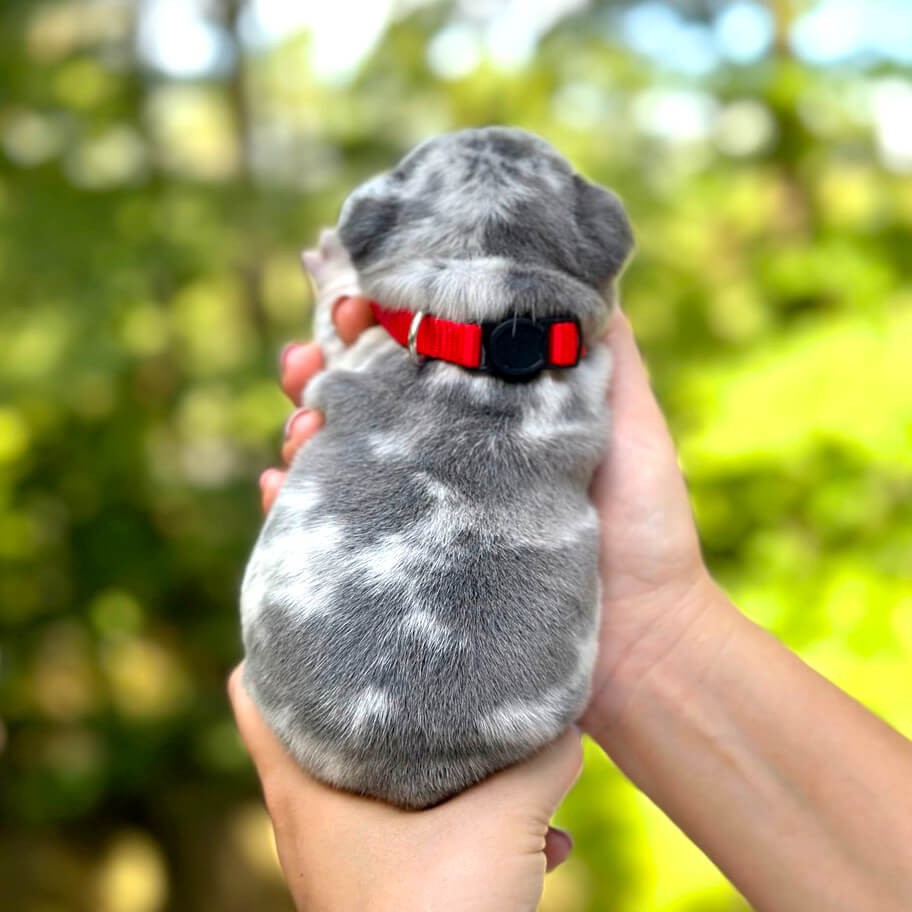 Female Blue Merle