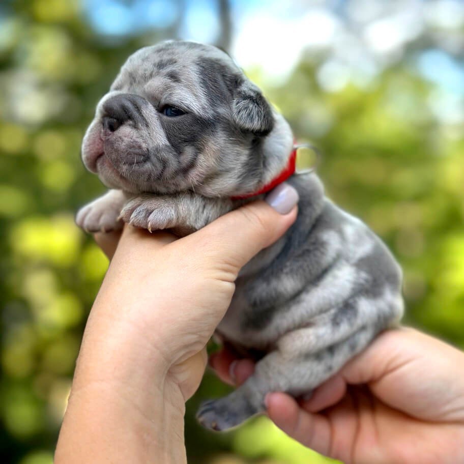 Female Blue Merle