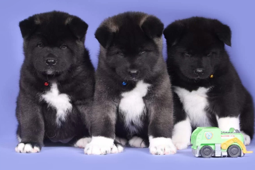 Akita Puppies for Sale in Florida (FL)