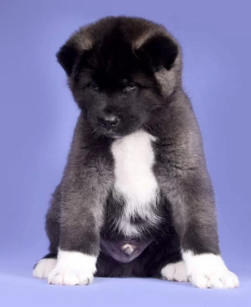 Akita Puppies for Sale in Florida (FL)