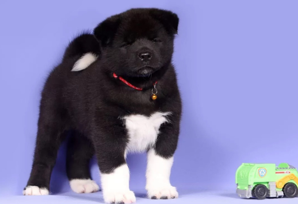 Akita Puppies for Sale in Florida (FL)