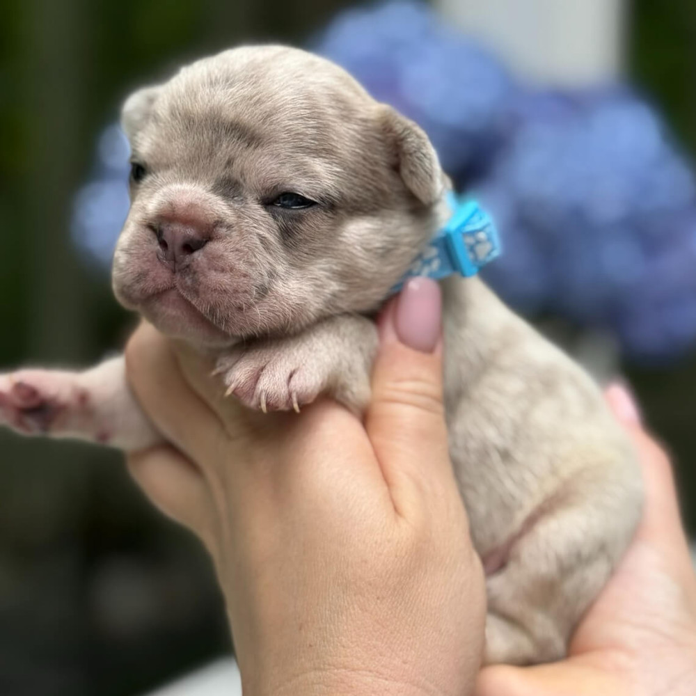 Hairless AKC French Bulldog puppies in Georgiaadopt your new best friend today!