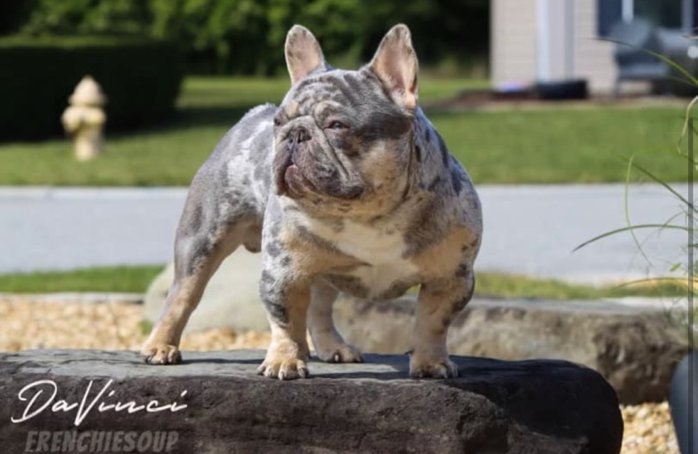 Playful AKC French Bulldog puppies in Georgia, ready to join your home.