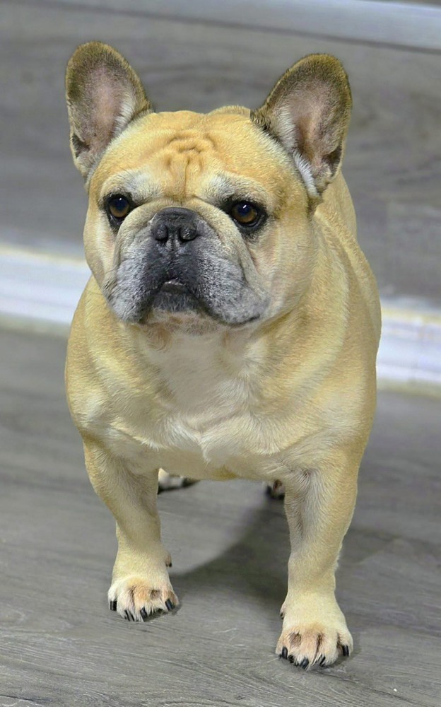 Playful AKC French Bulldog puppies in Georgia, ready to join your home.