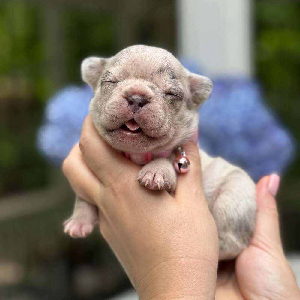Playful AKC French Bulldog puppies in Georgia, ready to join your home.