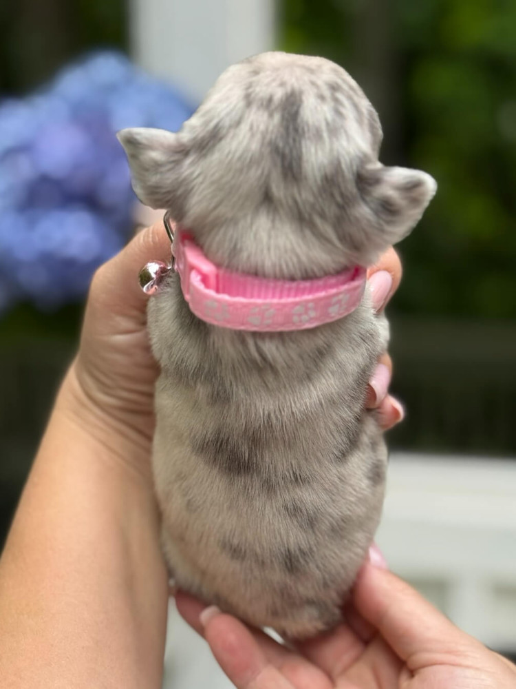 Playful AKC French Bulldog puppies in Georgia, ready to join your home.