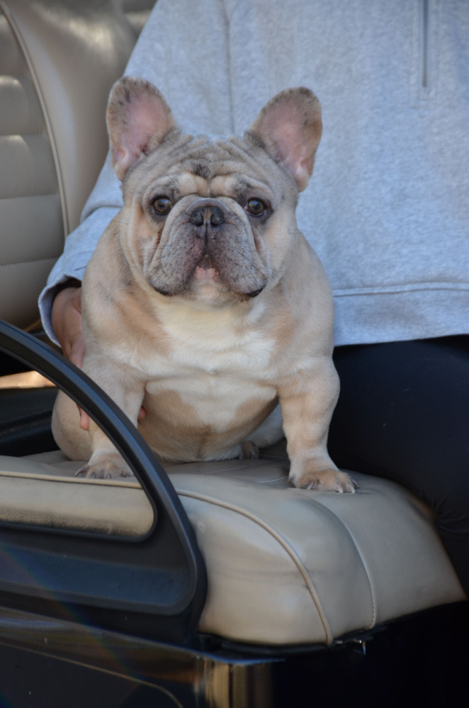 Playful AKC French Bulldog puppies in Georgia, ready to join your home.