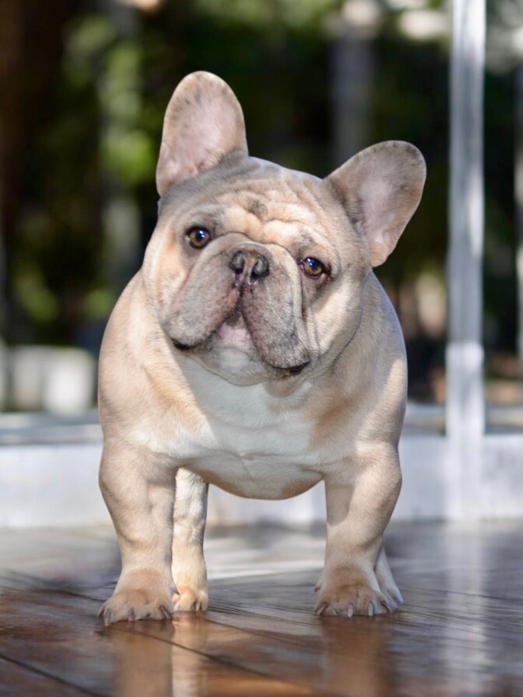 Playful AKC French Bulldog puppies in Georgia, ready to join your home.