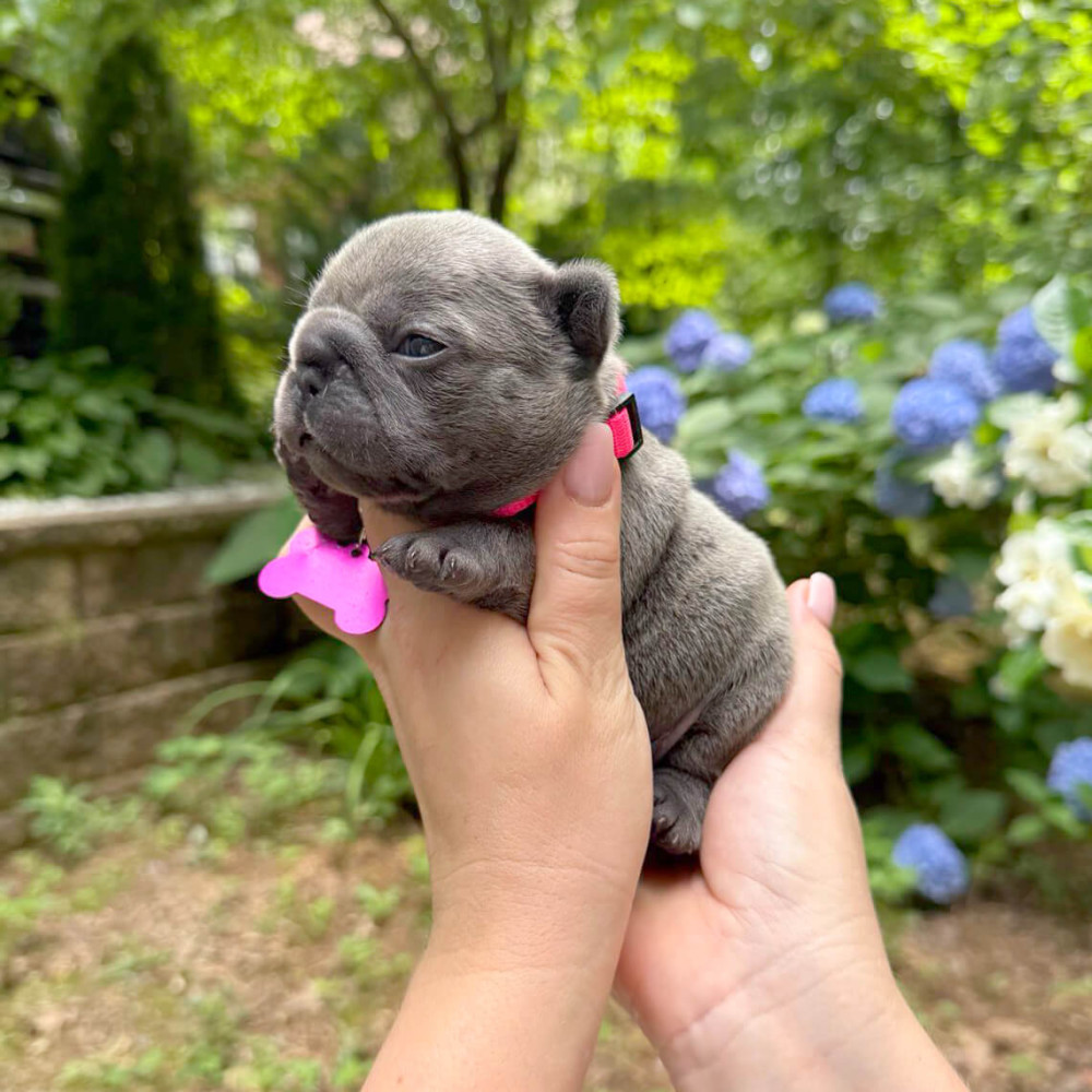 Healthy AKC French Bulldog puppies in Georgia, perfect for your family.