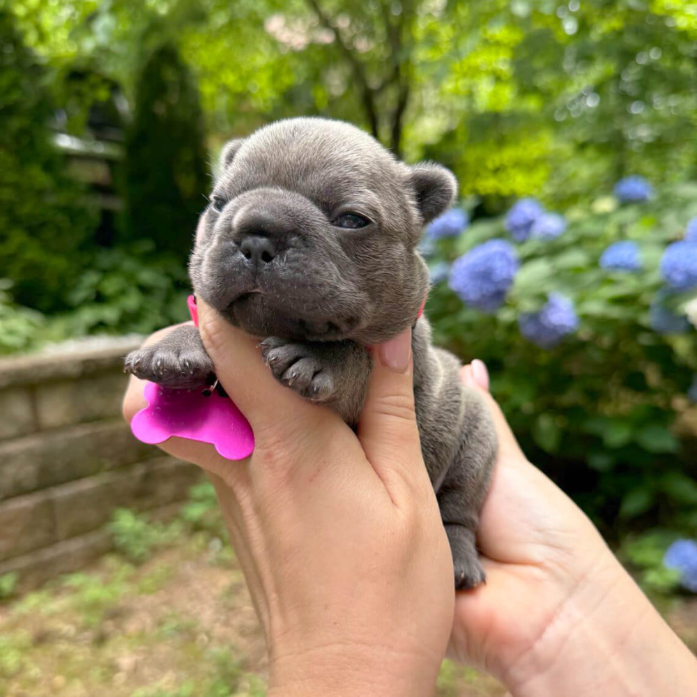 Healthy AKC French Bulldog puppies in Georgia, perfect for your family.