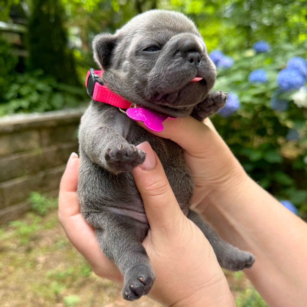 Healthy AKC French Bulldog puppies in Georgia, perfect for your family.