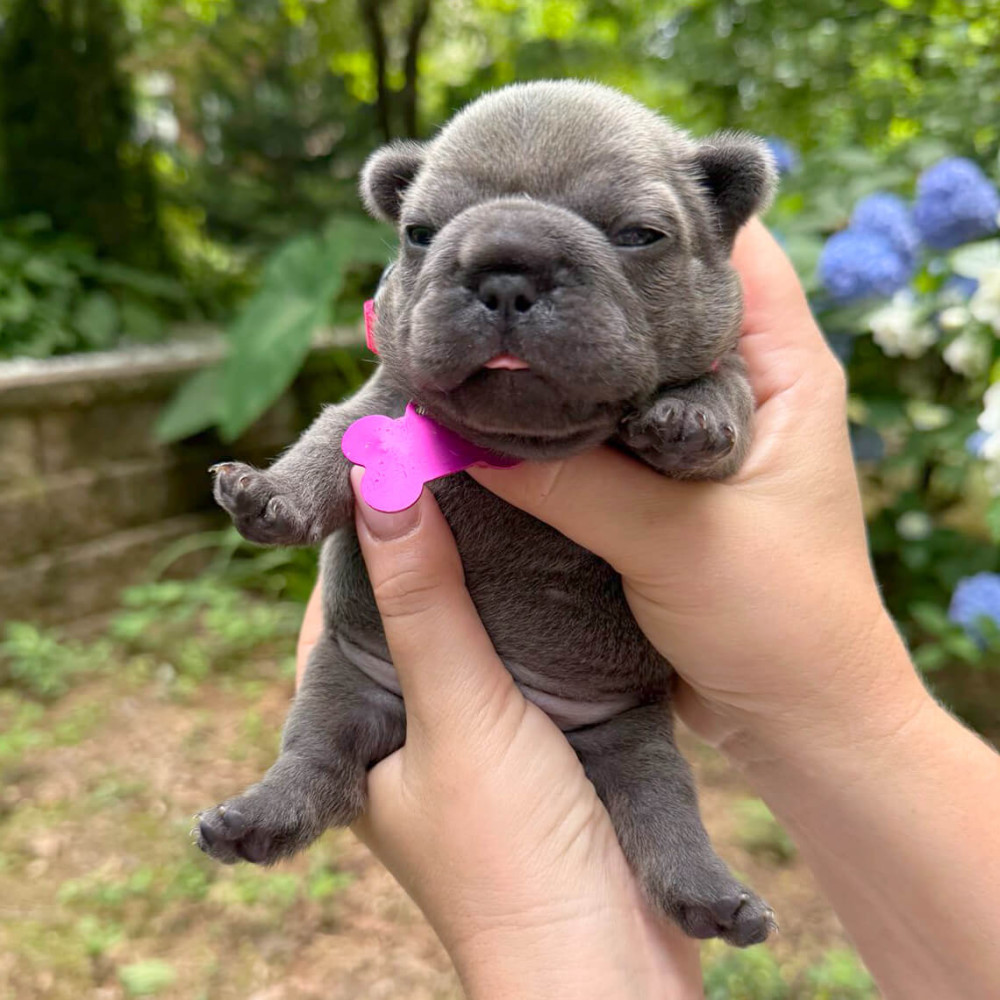 Healthy AKC French Bulldog puppies in Georgia, perfect for your family.