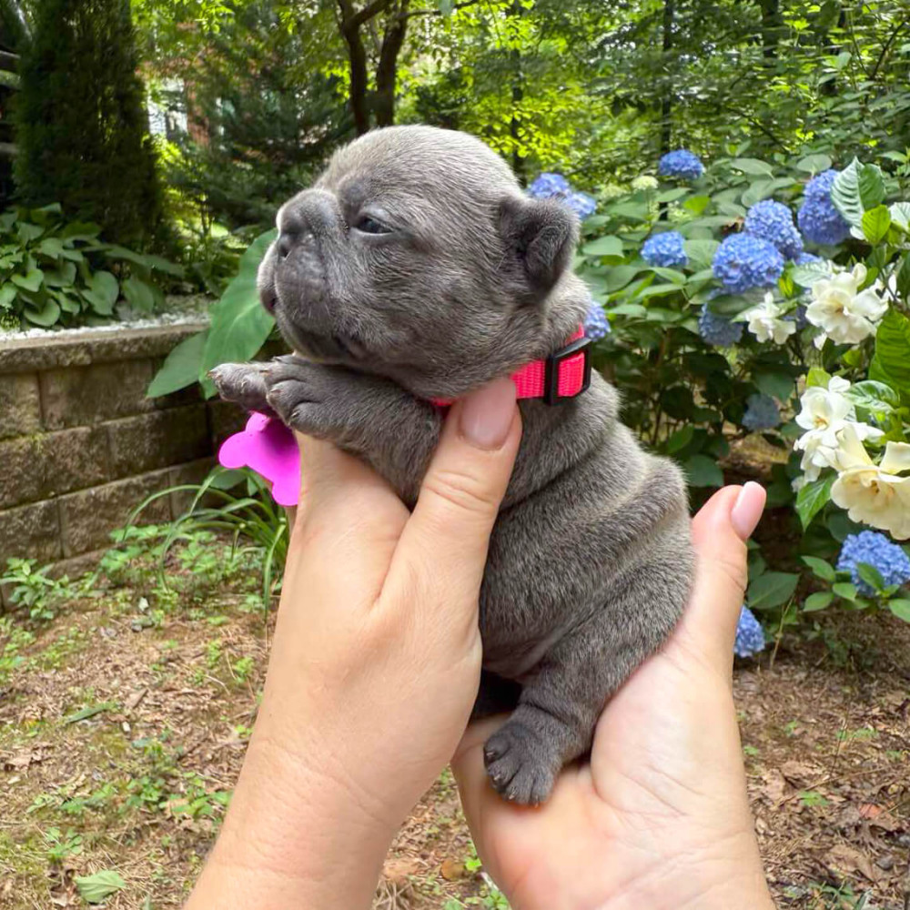 Healthy AKC French Bulldog puppies in Georgia, perfect for your family.