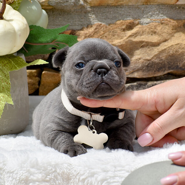 Friendly AKC French Bulldog puppies in Georgia, available now for loving homes.