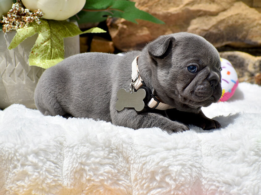 Friendly AKC French Bulldog puppies in Georgia, available now for loving homes.