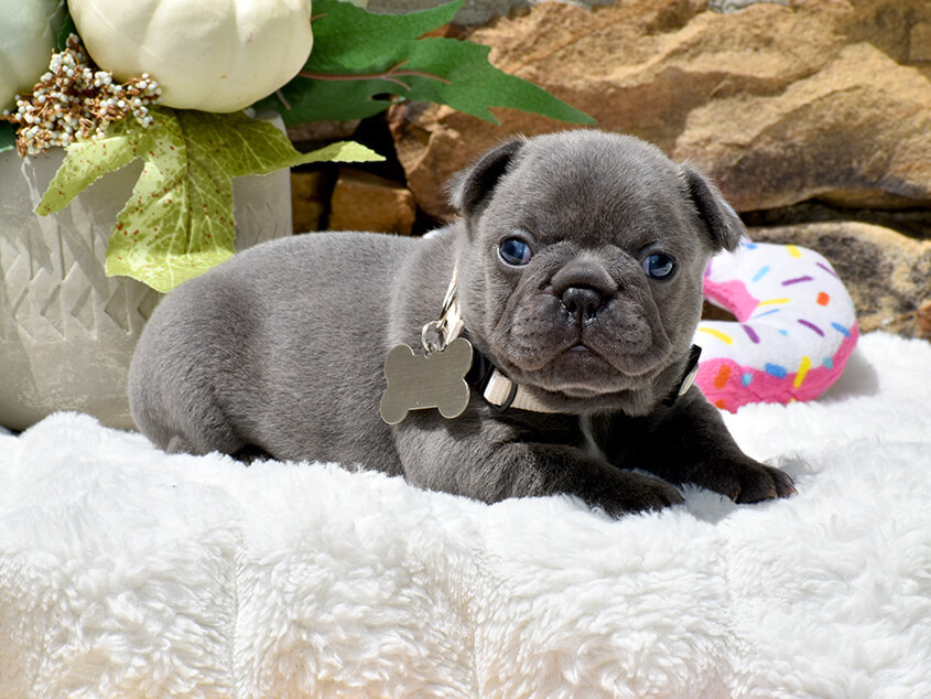 Friendly AKC French Bulldog puppies in Georgia, available now for loving homes.