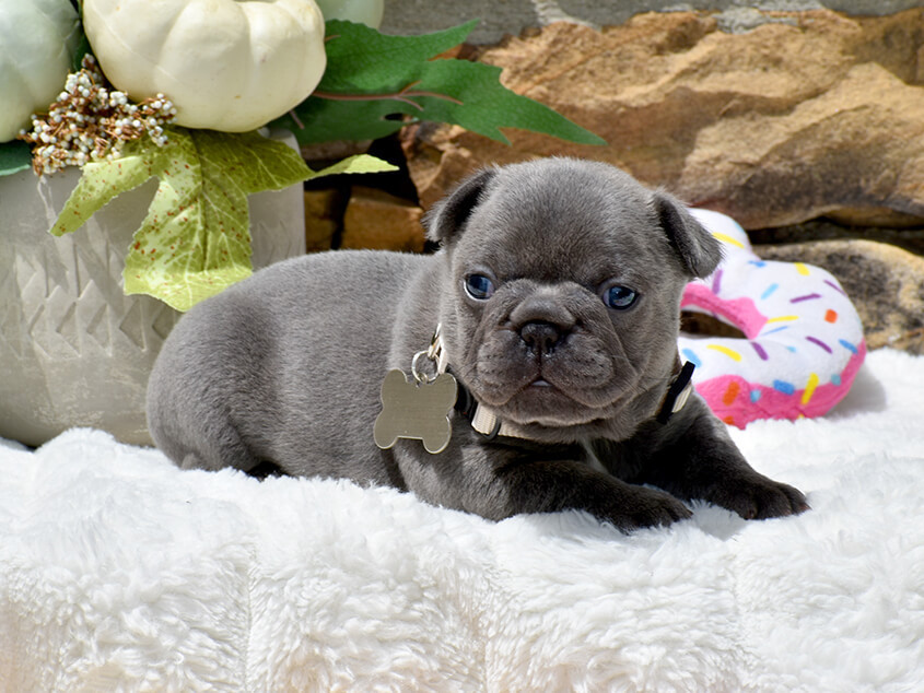 Friendly AKC French Bulldog puppies in Georgia, available now for loving homes.