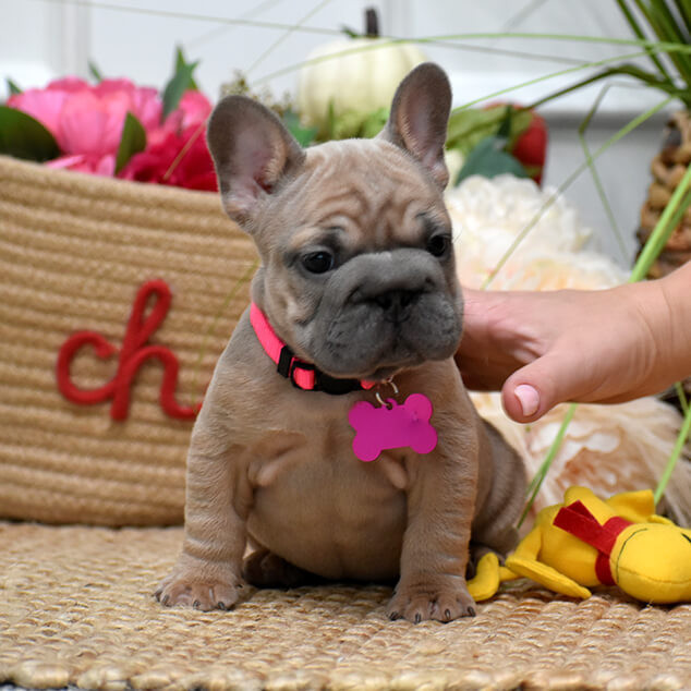 Beautiful AKC French Bulldog puppies in Georgia, waiting for caring families.