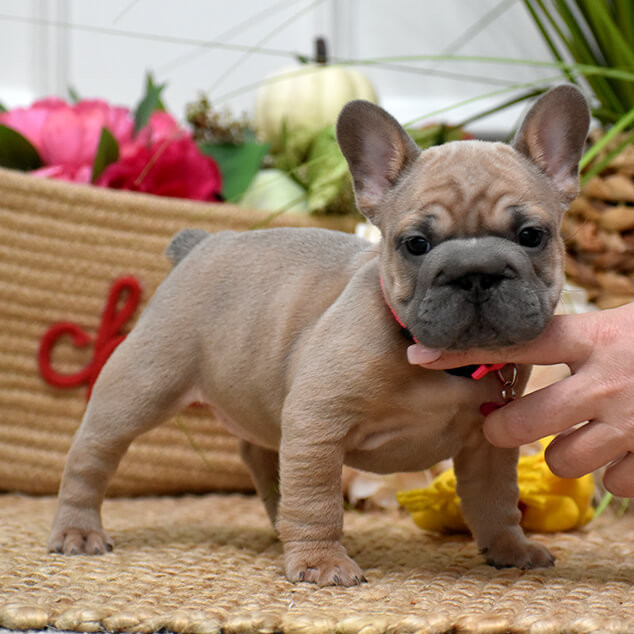 Beautiful AKC French Bulldog puppies in Georgia, waiting for caring families.