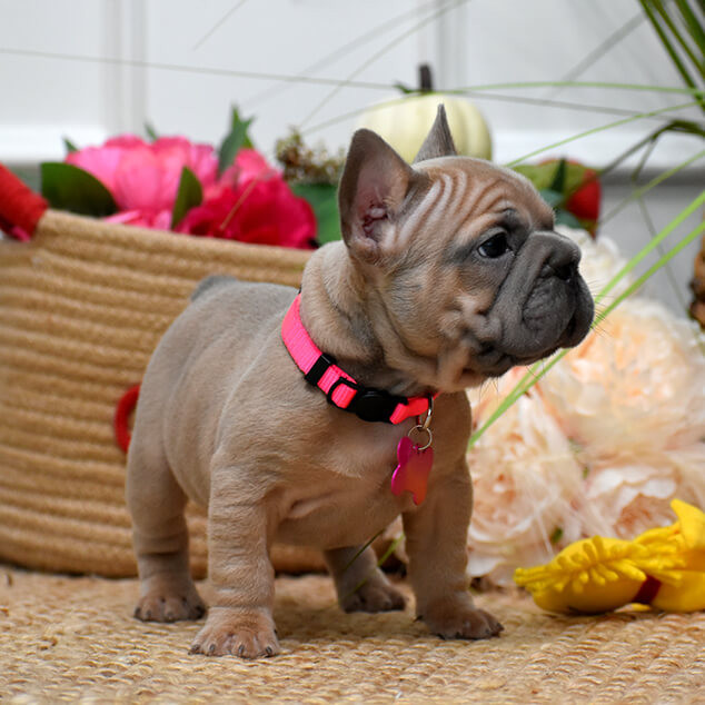 Beautiful AKC French Bulldog puppies in Georgia, waiting for caring families.