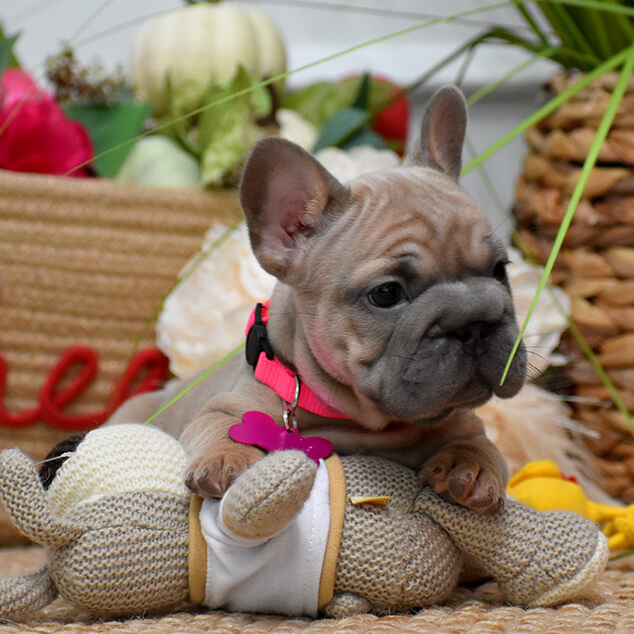 Beautiful AKC French Bulldog puppies in Georgia, waiting for caring families.