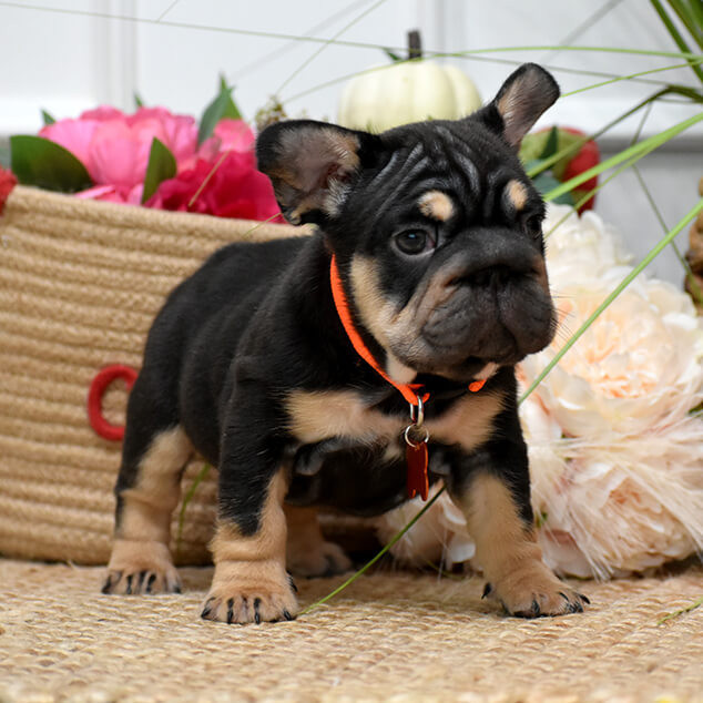 Charming AKC French Bulldog puppies in Georgia, looking for forever families.