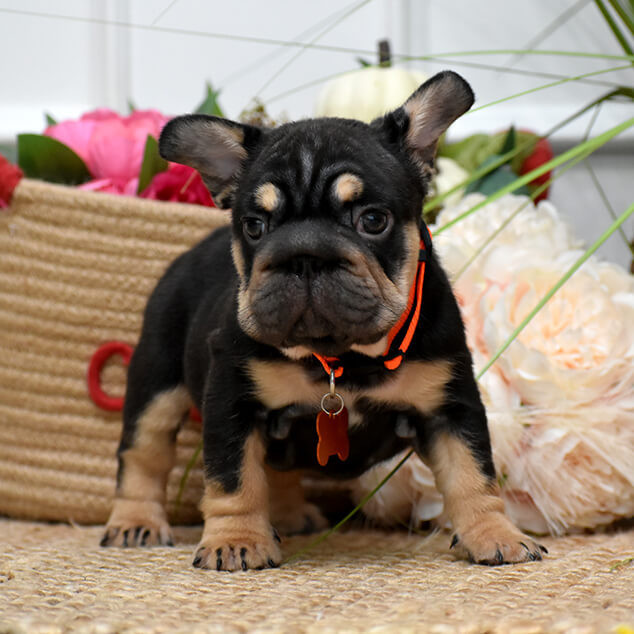 Charming AKC French Bulldog puppies in Georgia, looking for forever families.