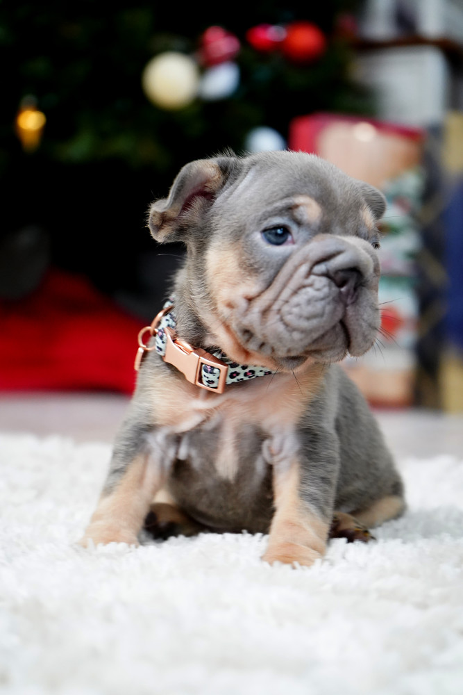 Male Blue Tan. This will be a great Christmas gift.