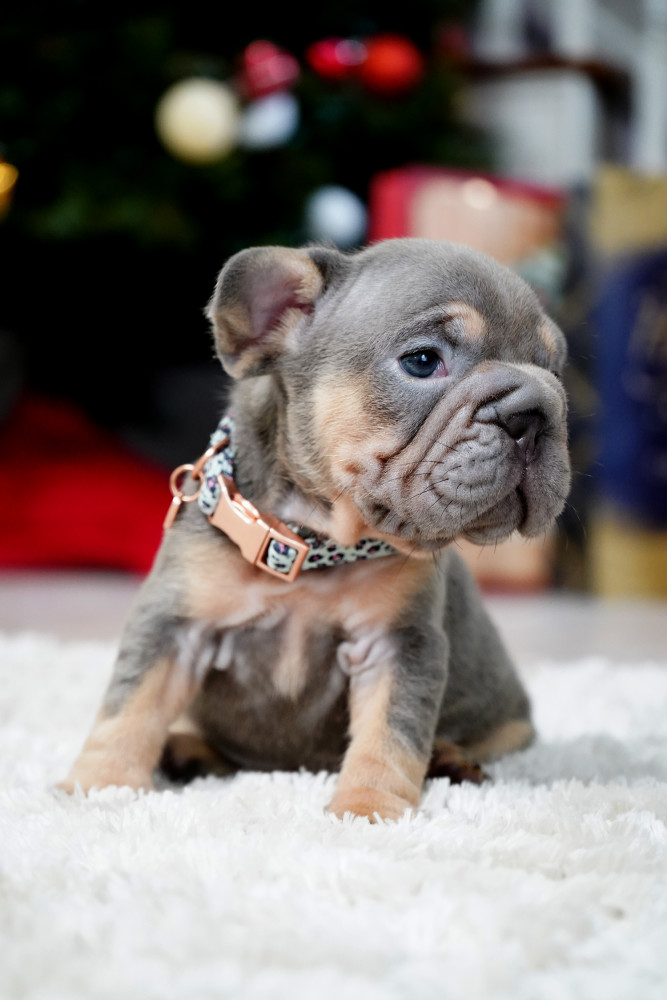 Male Blue Tan. This will be a great Christmas gift.