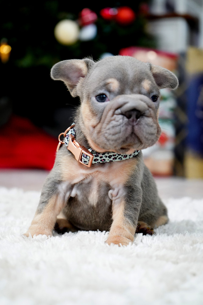 Male Blue Tan. This will be a great Christmas gift.