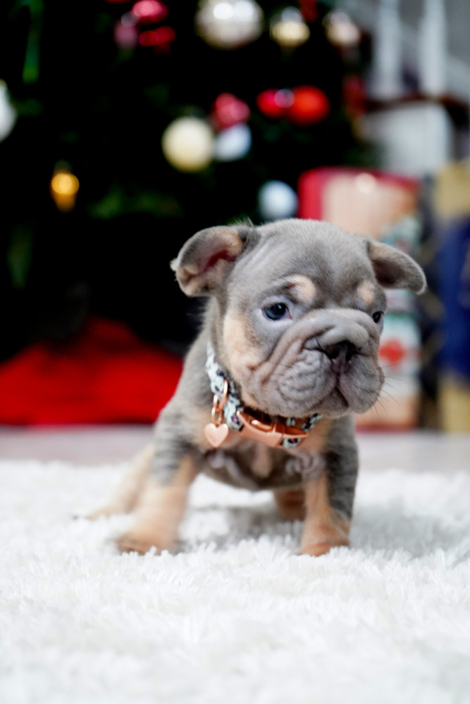 Male Blue Tan. This will be a great Christmas gift.