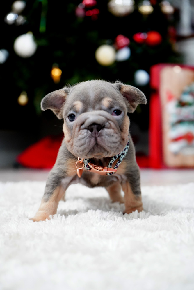 Male Blue Tan. This will be a great Christmas gift.