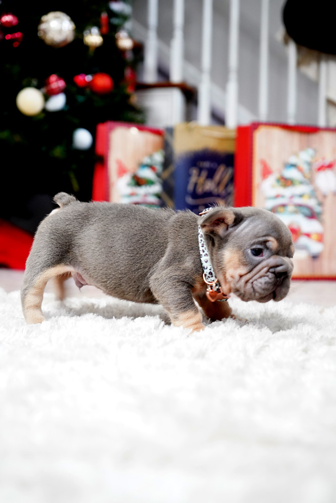 Male Blue Tan. This will be a great Christmas gift.