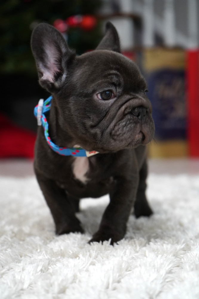 Male Chocolate. Ready to Go