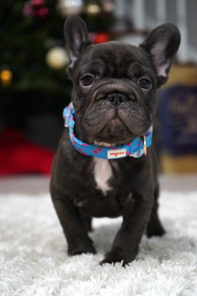 Male Chocolate. Ready to Go