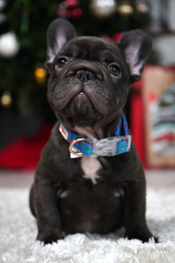 Male Chocolate. Ready to Go