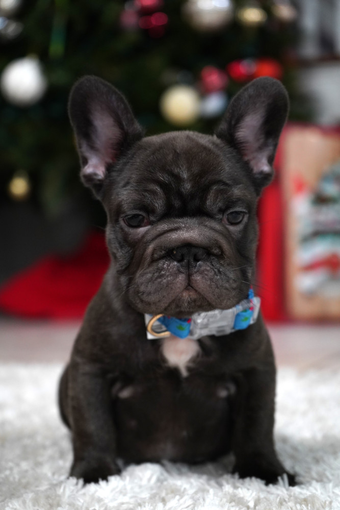 Male Chocolate. Ready to Go