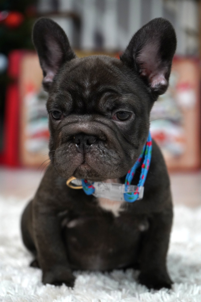 Male Chocolate. Ready to Go