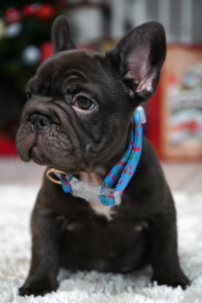 Male Chocolate. Ready to Go