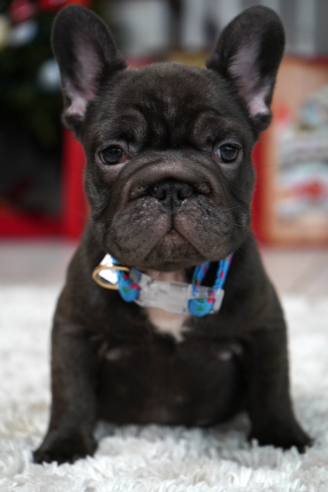 Male Chocolate. Ready to Go