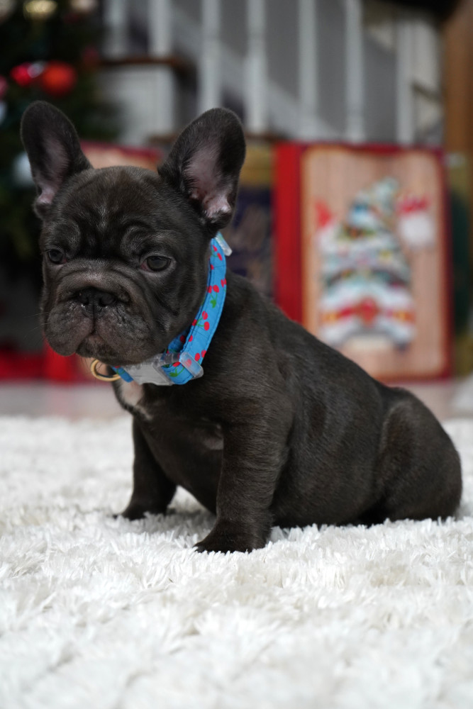 Male Chocolate. Ready to Go
