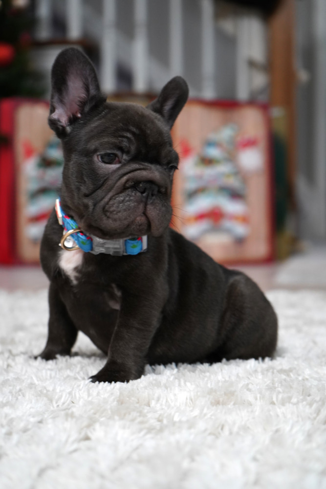 Male Chocolate. Ready to Go